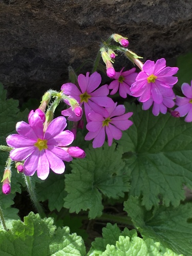 Primula minkwitziae, photograph 2