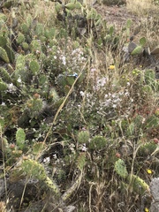 Malacothamnus clementinus