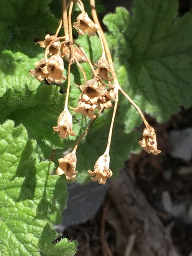 Primula minkwitziae, photograph 4