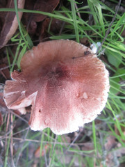 Lepiota spheniscispora