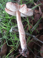 Lepiota spheniscispora