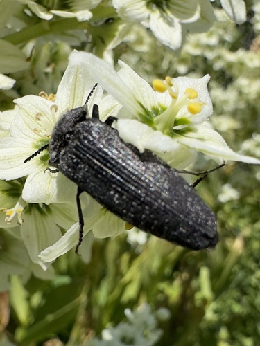 Western Eyed Click Beetle photo 5