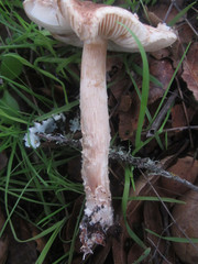 Lepiota spheniscispora