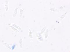 Lepiota spheniscispora