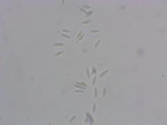 Lepiota spheniscispora