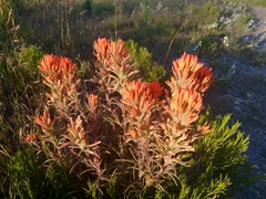 Castilleja chromosa