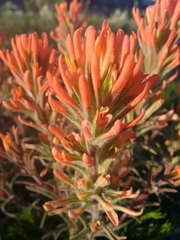 Castilleja chromosa