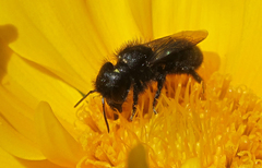 Cephalosmia
