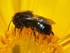 Cephalosmia