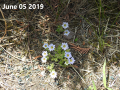Gentiana squarrosa