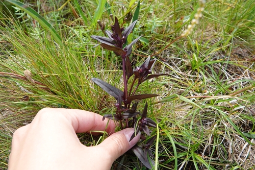 Image of Gentianella auriculata by (c) Валерия Ковалева, some rights reserved (CC BY)