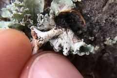 Parmotrema hypoleucinum