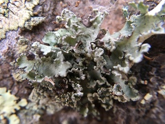 Parmotrema hypoleucinum