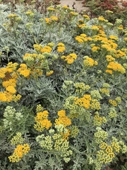Constancea nevinii