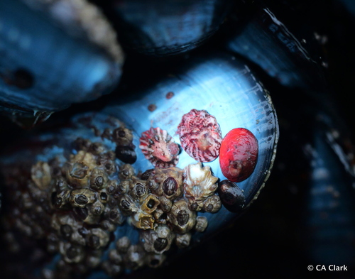 California Mussel, Pescadero, California, USA, photo 8 of 10