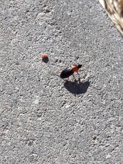 Calathus melanocephalus