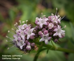 Valeriana californica