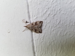 Udea washingtonalis