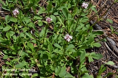 Valeriana californica