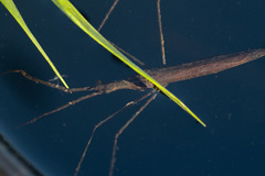 Ranatra linearis