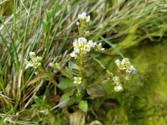 Cochlearia groenlandica