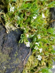 Stellaria humifusa