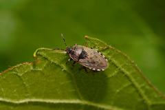 Platyplax salviae