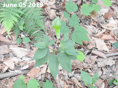 Arisaema amurense