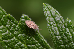 Tingis pilosa