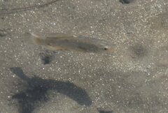 California Killifish photo 5