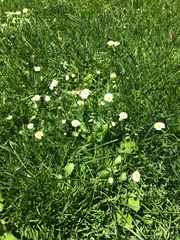 Bellis perennis