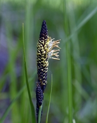 Carex flacca