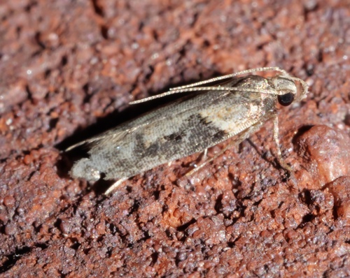 Black-smudged Chionodes Moth photo 5