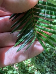 joergmlpts, CC BY, iNaturalist via GBIF Torreya californica, photograph joergmlpts, CC BY, iNaturalist via GBIF