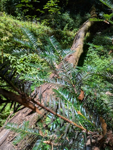 Torreya californica, photograph 4