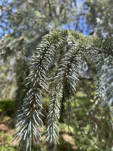 Engelmann spruce (Picea engelmannii)