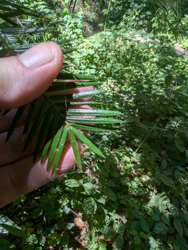 Torreya californica, photograph 5