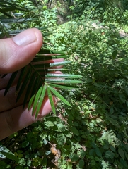 joergmlpts, CC BY, iNaturalist via GBIF Torreya californica, photograph joergmlpts, CC BY, iNaturalist via GBIF