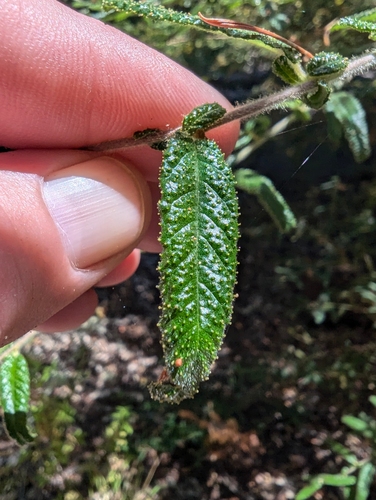 Ceanothus papillosus