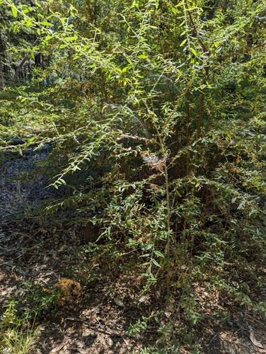 Ceanothus papillosus