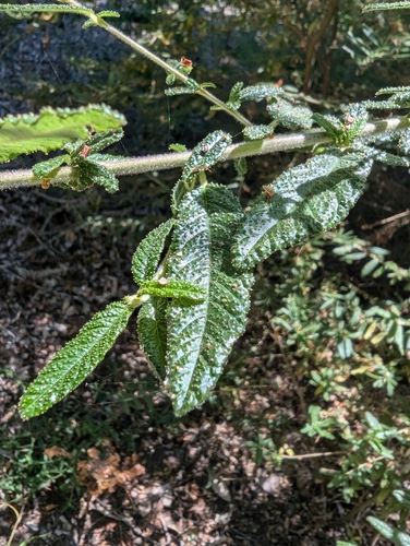 Ceanothus papillosus