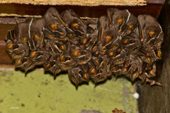 White-Lined Broad-Nosed Bat photo 4