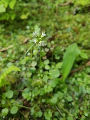 Cardamine umbellata