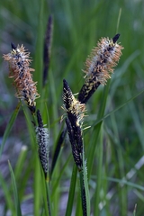 Carex flacca