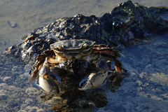 Hemigrapsus crenulatus