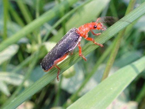 iNaturalist observation photo of Downy Leather-winged Beetle