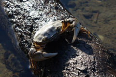 Hemigrapsus crenulatus