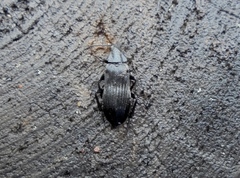 Melandrya dubia