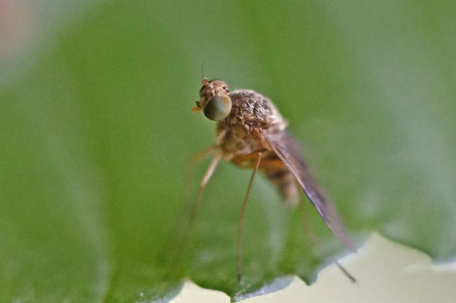 Quadrate Snipe Fly photo 6