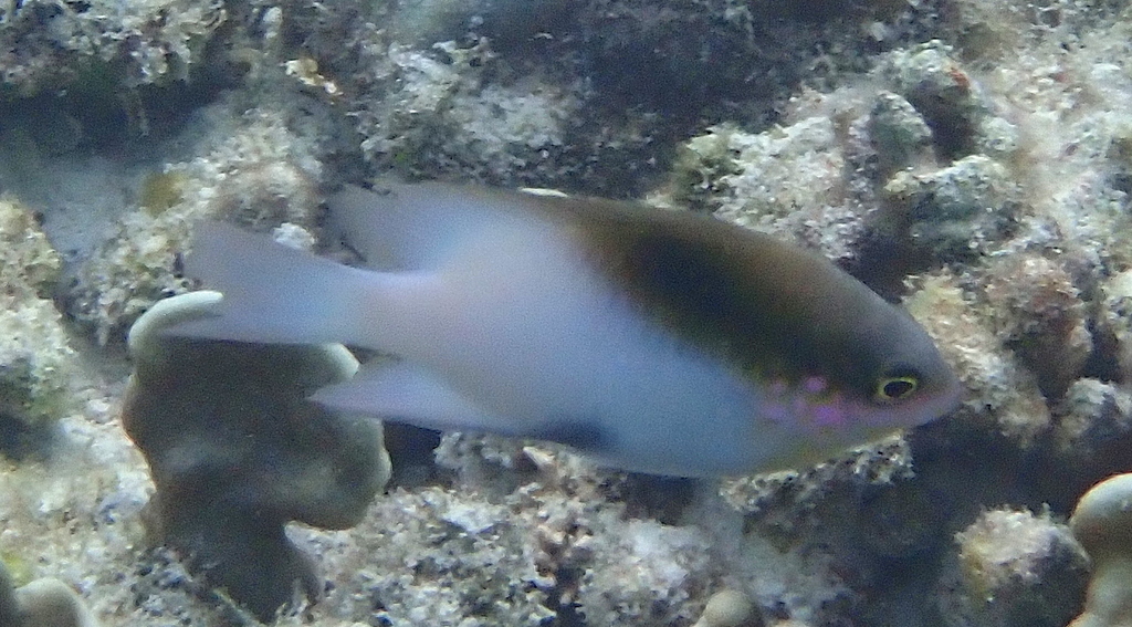 Black-vent damsel